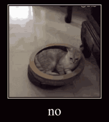 No Cat GIF - No Cat Roomba GIFs