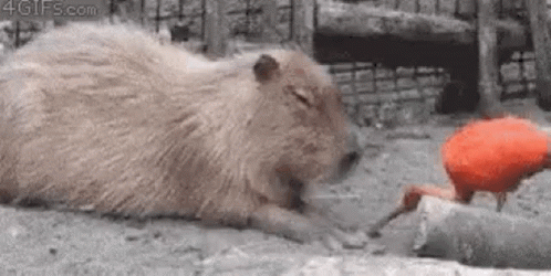 Mitskidiamandis Capybara GIF - Mitskidiamandis Capybara - Discover & Share  GIFs