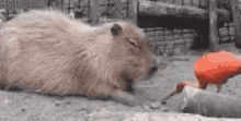 mitskidiamandis capybara