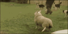 Sheep Dog Happy GIF - Sheep Dog Happy Hop GIFs