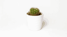 a small cactus in a white pot that says " don 't get emotional "