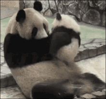 Panda Mother GIF - Panda Mother GIFs