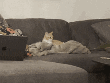 Side Eye Cat Side Eye GIF - Side Eye Cat Side Eye Seriously GIFs