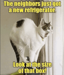 NEIGHBORS CAT - Lolcats - lol, cat memes, funny cats, funny cat pictures  with words on them, funny pictures, lol cat memes