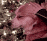 a close up of a pink dog 's face with a christmas tree in the background