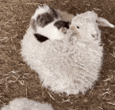 a white sheep with a black and white sheep laying on its back
