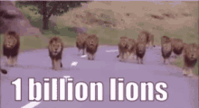 1billion Lions Lions GIF - 1billion Lions Lion Lions GIFs