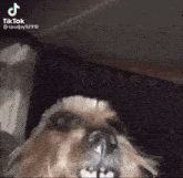 a close up of a dog 's face with a tiktok watermark in the corner