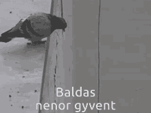 Baldas Nenor GIF - Baldas Nenor Gyvent GIFs