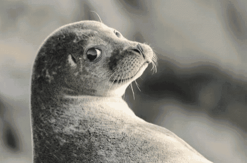 Seal Dgaf GIF - Seal Dgaf Seal With It GIFs