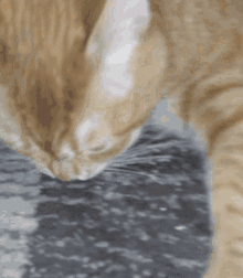 Cat Kitty GIF - Cat Kitty Eating GIFs