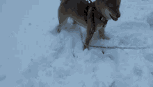 Crazy Dog Shiba Inu GIF - Crazy Dog Shiba Inu Shiba GIFs