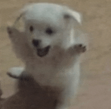Happy Dog Perro Feliz GIF - Happy Dog Perro Feliz Feliz GIFs