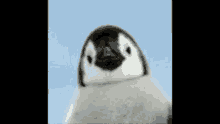 Spin Penguin GIF - Spin Penguin GIFs