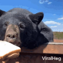 Feeding A Bear Viralhog GIF - Feeding A Bear Viralhog Hungry Bear GIFs