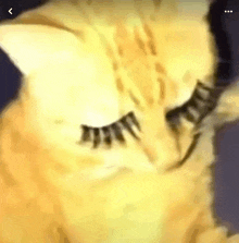 a close up of a cat 's eye with fake eyelashes on it .