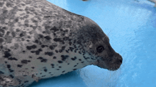 a close up of a seal on a blue surface with a caption that says @aguiny20