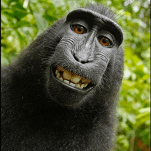 Maymun Maymunagalar GIF - Maymun Maymunagalar GIFs