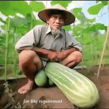 a man in a hat is kneeling down next to a very large cucumber ..