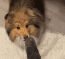 GIF