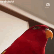 Bird Super GIF - Bird Super Funny GIFs