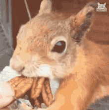 Squirrel Trouble Maker GIF - Squirrel Trouble Maker Nuts GIFs