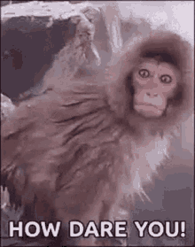 Funny Monkey GIF - Funny Monkey How Dare You GIFs