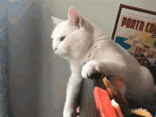 Queenhollycat Funny GIF - Queenhollycat Cat Funny GIFs