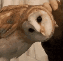 Owl Deal With It GIF