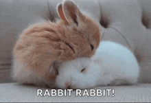 Bunny Hug GIF - Bunny Hug GIFs