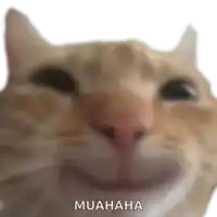 a close up of a cat 's face with the words `` muahaha '' written on it .