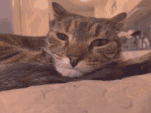 Sleepy Cat GIF - Sleepy Cat Cats GIFs