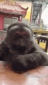 a monkey is laying on a table in front of a building