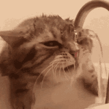 Cat Water Drink Stupid GIF - Cat Water Drink Stupid GIFs