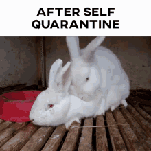 After Self Quarantine Rabbit GIF - After Self Quarantine Self Quarantine Rabbit GIFs