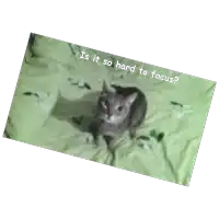 a cat is laying on a bed with the words is it so hard to focus below it