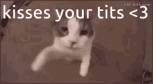 Cat Cat Kiss GIF - Cat Cat Kiss Boobs GIFs