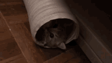 Cat Funny GIF - Cat Funny Tube GIFs