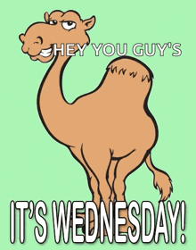 Wednesday Camel GIF - Wednesday Camel Hump Day GIFs