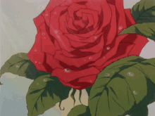 Rose Flower GIF - Rose Flower Dew GIFs