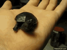 Reddit Turtles GIF - Reddit Turtles Baby Turtle GIFs
