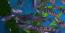 a group of fish are swimming in a tank with green algae