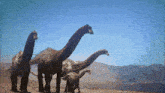 a group of dinosaurs with long necks standing in the desert