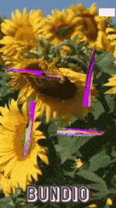 a bunch of sunflowers with purple butterflies and the word bundio on the bottom