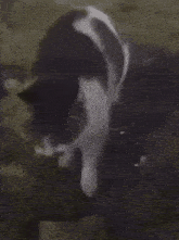 Cat Dance GIF - Cat Dance Flex GIFs
