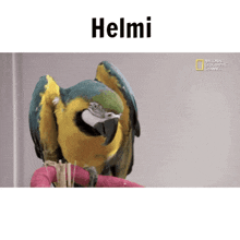 Helmi Hilmy GIF - Helmi Hilmy Hilmi GIFs