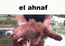El Ahnaf GIF - El Ahnaf GIFs