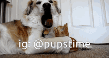 a picture of a dog and a kitten with a caption that says ig @pupstime