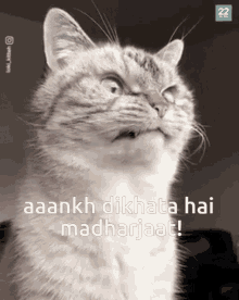 Madharjaat Cat Angry Cat GIF - Madharjaat Cat Angry Cat Gussa Cat GIFs