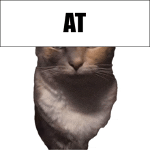 a close up of a cat 's face with the word at above it